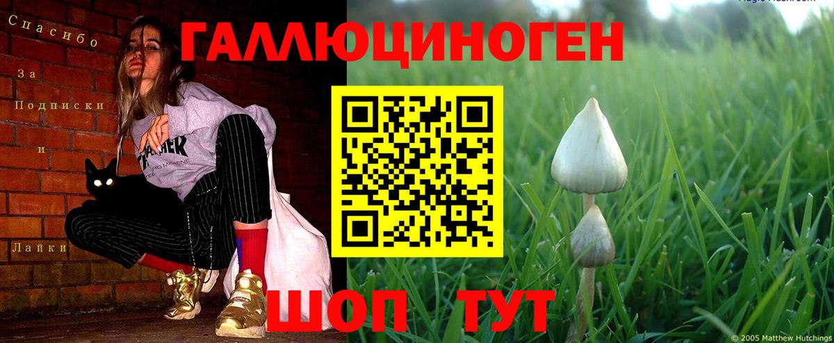 Корсаков  Псилоцибиновые грибы Cubensis  Вход с VPN 